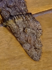 Anavitrinella pampinaria