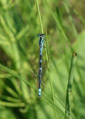 Coenagrion lunulatum