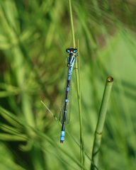 Coenagrion lunulatum