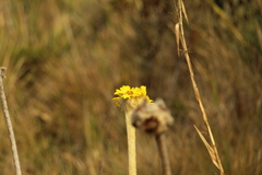 Espeletia congestiflora