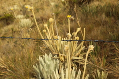 Espeletia congestiflora