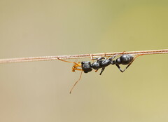 Myrmecia