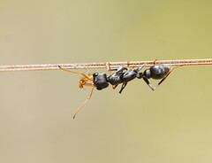 Myrmecia