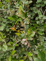 Berberis glaucocarpa