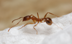 Aphaenogaster fulva