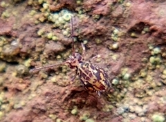 Ptenothrix beta