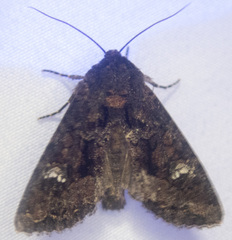 Helotropha reniformis
