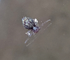 Ptenothrix beta