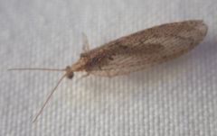 Hemerobius