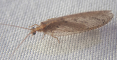 Hemerobius