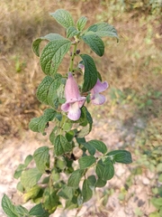 Sesamum indicum