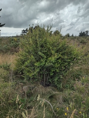 Berberis glaucocarpa