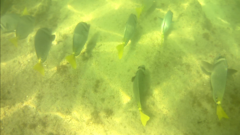 Prionurus laticlavius