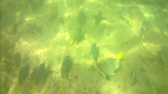 Prionurus laticlavius