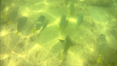 Prionurus laticlavius