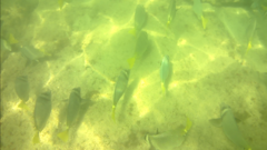 Prionurus laticlavius