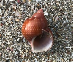 Phasianella ventricosa