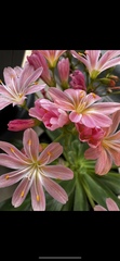 Lewisia