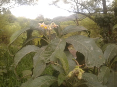 Solanum oblongifolium