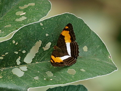 Adelpha heraclea