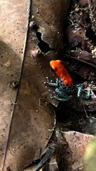 Ranitomeya reticulata