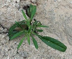 Johnstonella holoptera