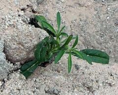 Johnstonella holoptera