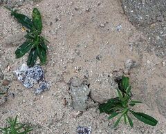 Johnstonella holoptera