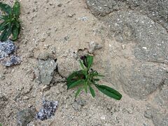 Johnstonella holoptera