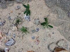 Johnstonella holoptera