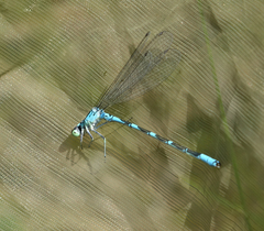 Coenagrion lanceolatum
