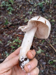 Tricholoma griseoviolaceum