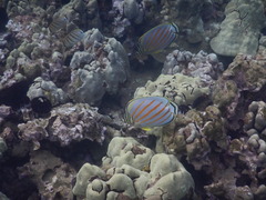 Chaetodon ornatissimus