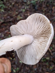 Tricholoma griseoviolaceum