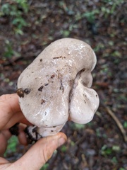 Tricholoma griseoviolaceum