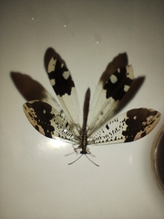 Glenurus penningtoni