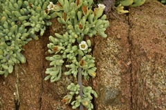 Nolana crassulifolia