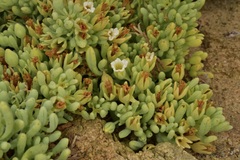Nolana crassulifolia