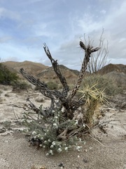 Johnstonella angustifolia