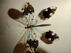 Glenurus penningtoni