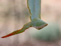 Cymbacha