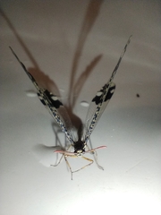 Glenurus penningtoni