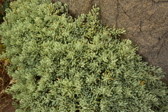 Nolana crassulifolia