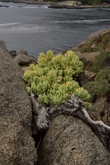 Nolana crassulifolia