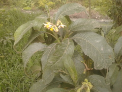 Solanum oblongifolium