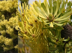 Leucadendron platyspermum