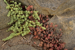 Nolana crassulifolia