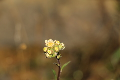 Erigeron uliginosus