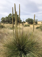 Xanthorrhoea caespitosa