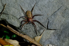 Heteropoda jugulans